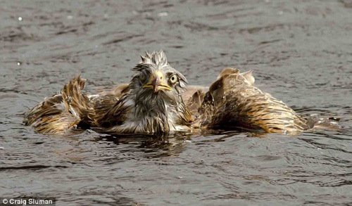 老鹰为找寻美食落入水中