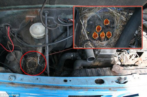 美国鹡鸰在卡车车引擎盖下面搭巢哺育幼仔