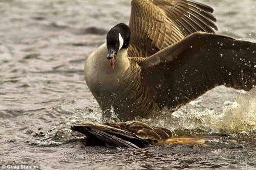 湖中的鹅死死地把老鹰按入水下