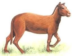 始祖马体型似猫 曾横行北美洲丛林(图)