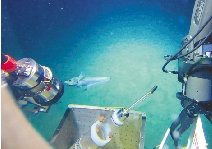 蛟龙”号传回照片:5057米海底的鱼