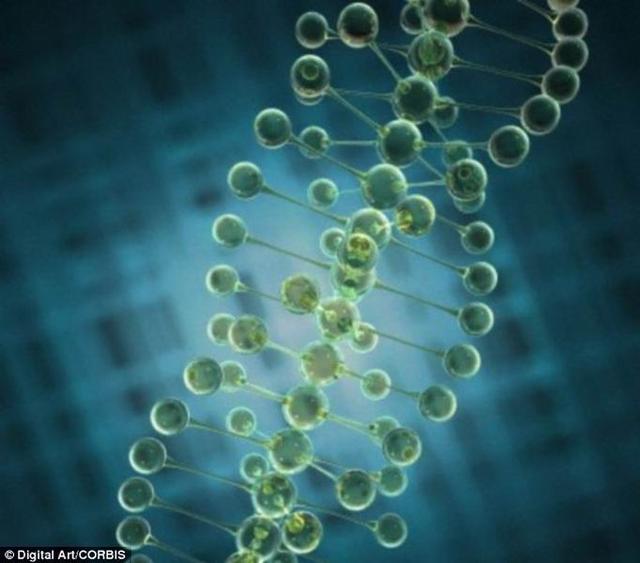 科学家称人体仅使用8.2%DNA 其余的是垃圾