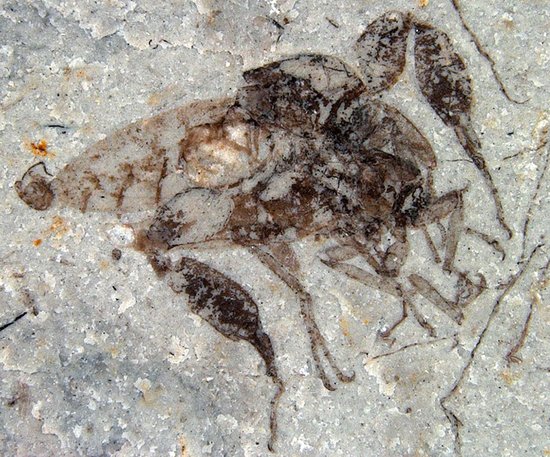 发现于中国内蒙古的一只雄性strashilid的化石