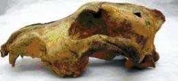 西伯利亚发现完好狗头骨 源自人类祖先驯养
