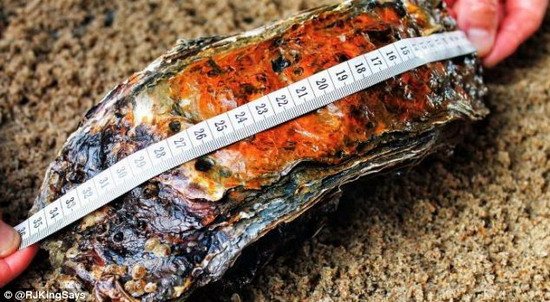 世界上最大牡蛎 重2公斤长35.5厘米