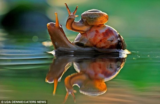 摄影师抓拍小蜗牛攀爬在蜗牛妈妈外壳上渡河
