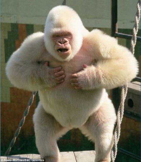 最新研究揭晓世界唯一白化大猩猩是近亲交配