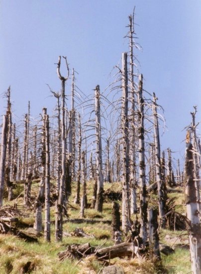 国外科学家研究发现森林也会带来酸雨污染