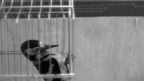 科学家揭秘啄木鸟高速啄食同时如何保护大脑