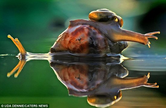 摄影师抓拍小蜗牛攀爬在蜗牛妈妈外壳上渡河