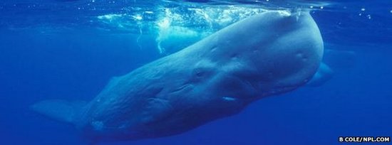 研究人员揭开海洋哺乳动物超长屏息之谜