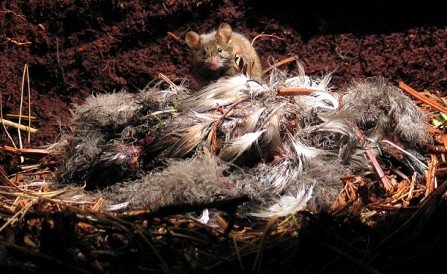 英海岛发现恐怖杀手老鼠 嗜好吞食海鸟