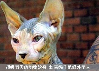 超另类的动物纹身