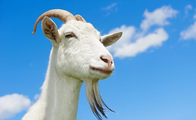 我科学家发现控制山羊产羔数关键基因