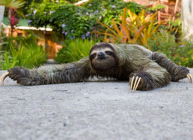 谁能比它懒?懒得神奇的三趾树懒_科技_腾讯网