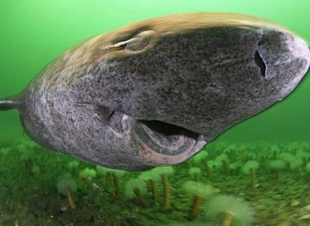 揭尼斯湖水怪之谜 酷似蛇颈龙的“睡鲨”