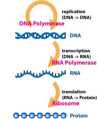 新技术揭示人转录组中存在大量RNA编辑