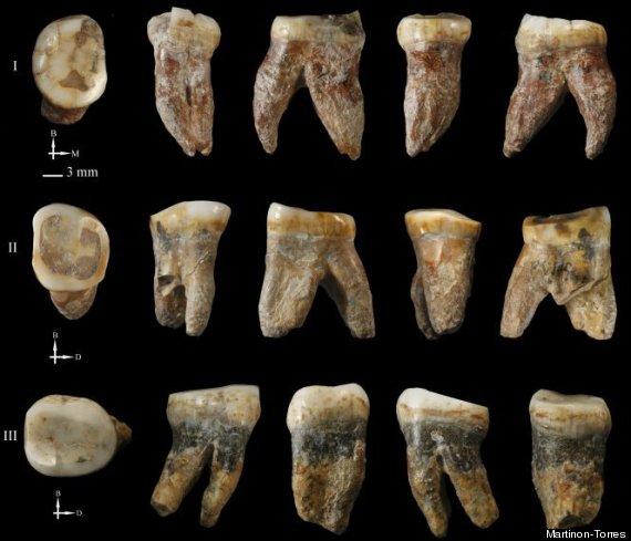 考古学家在台湾发现人类新物种化石