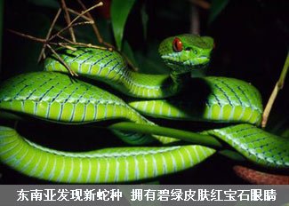 东南亚发现新型蛇种