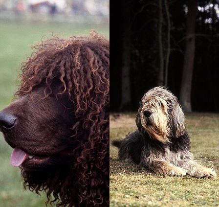 多数人选宠盲目跟风 英古老犬类面临灭绝(图)