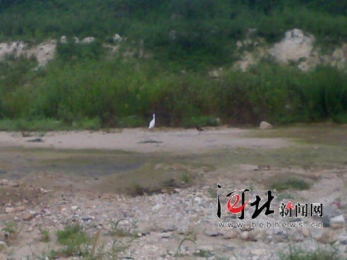 濒危一级国宝白鹤现身河北省唐县齐家佐乡_科技