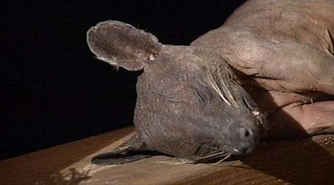 美男子射杀灰色无毛神秘动物 疑为吸血兽(图)