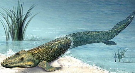 人类由鱼状蠕虫进化而来 拥有神秘第6感(图)