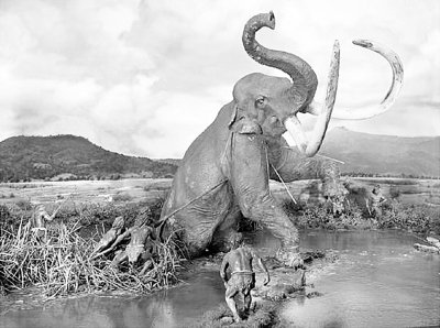 40万年前现代人类出现导致大象大量消失