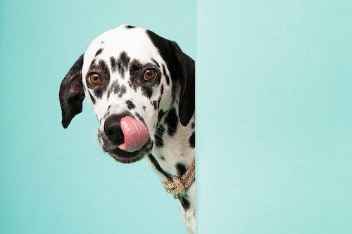科学实验发现：狗狗会为食物耍心机