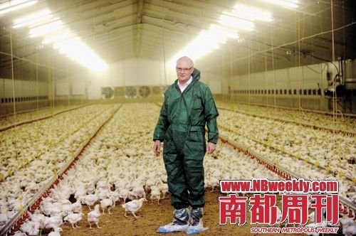 揭秘德国鸡33天速成内幕 打抗生素吃毒饲料