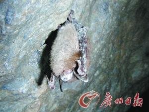 白鼻真菌感染严重 美国蝙蝠或面临灭绝命运