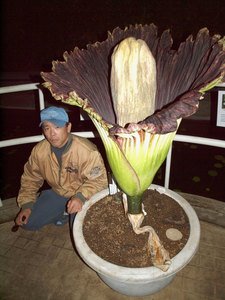 全球最大花朵巨花魔芋在日本东京开花