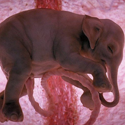 高清：四维图像揭晓子宫中的哺乳动物胚胎