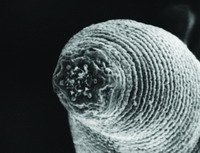 地下千米首现多细胞生物：“不喜阳光的人”