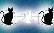 物理学家首次实现同处两地的薛定谔猫