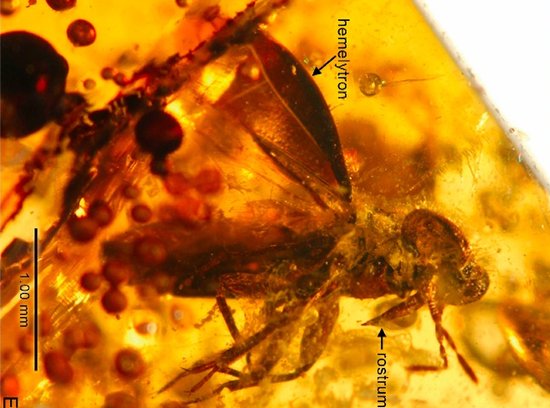 印度挖掘出5000万年前远古昆虫琥珀(组图)