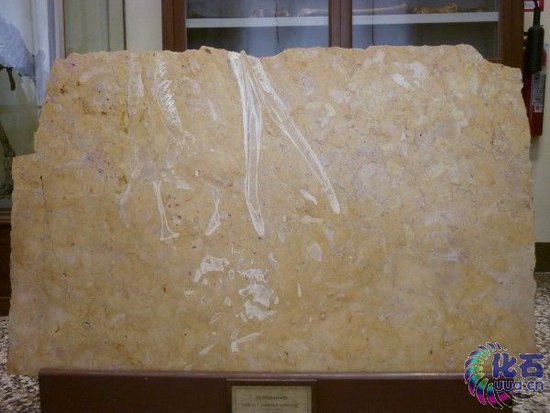 意大利厨台石板中发现中生代鳄鱼化石(图)