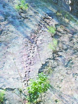 北京延庆硅化木地质公园首现恐龙足迹化石
