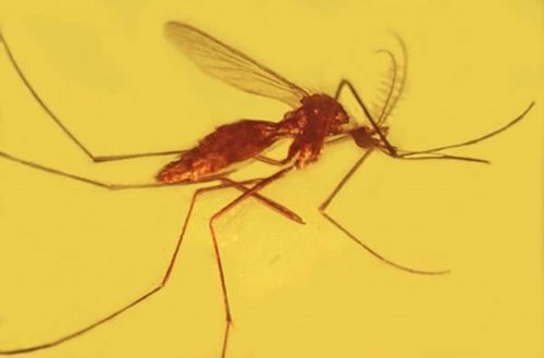 琥珀显示疟疾古已有之 发病机理已存在亿年_科技