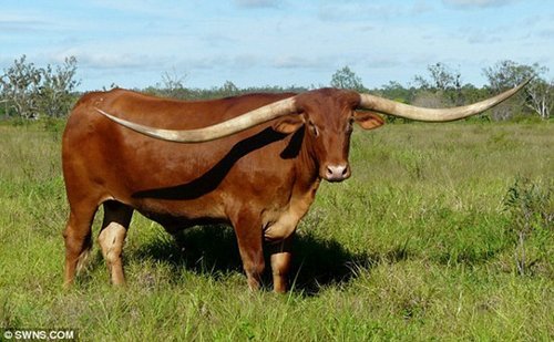 一头牛双角长近3米破世界纪录 仍会继续增长