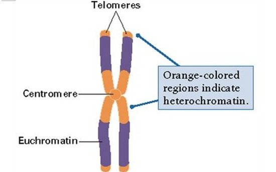 什么是染色体的端粒?端粒酶?