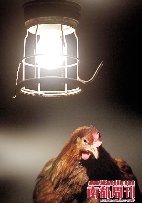 揭秘德国鸡33天速成内幕 打抗生素吃毒饲料