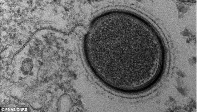 科学家计划复活三万年前神秘史前巨型病毒