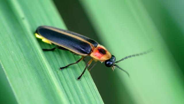 萤火虫是可爱而优雅的昆虫,能够以美丽的灯光秀照亮黄昏.