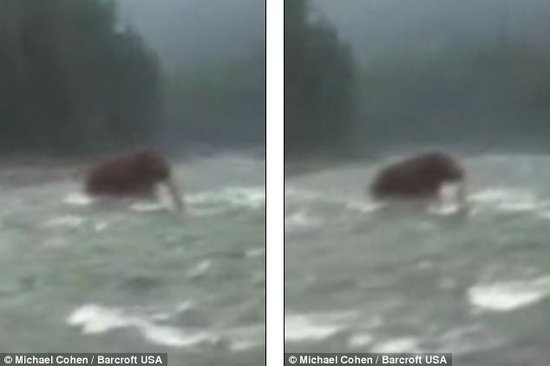 最新视频显示西伯利亚境内一只猛犸正在渡河
