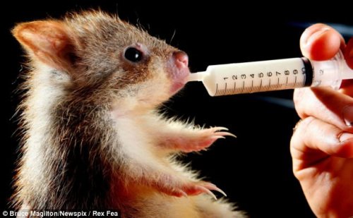 澳大利亚动物园照料幼小袋鼠 用针管喂食