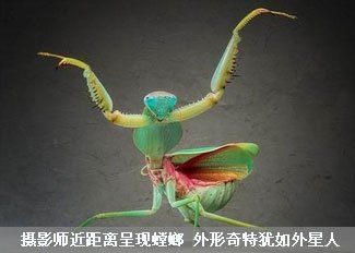 螳螂外形奇特犹如外星人