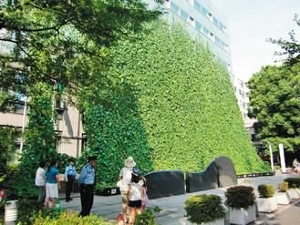 东京一楼种绿植遮阳 仿佛巨大“绿窗帘”(图)_科技