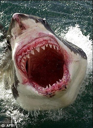 大白鲨英海域频繁现身 食人杀手无奈向北迁徙_科技