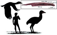 都柏林大学古生物学家发现恐龙时代巨大鸟类_科技